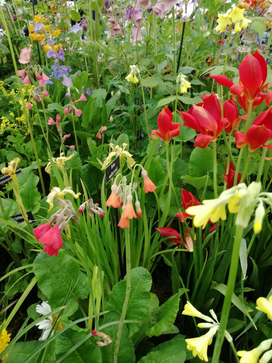 #RHSChatsworth
With plenty of wonderful colours!