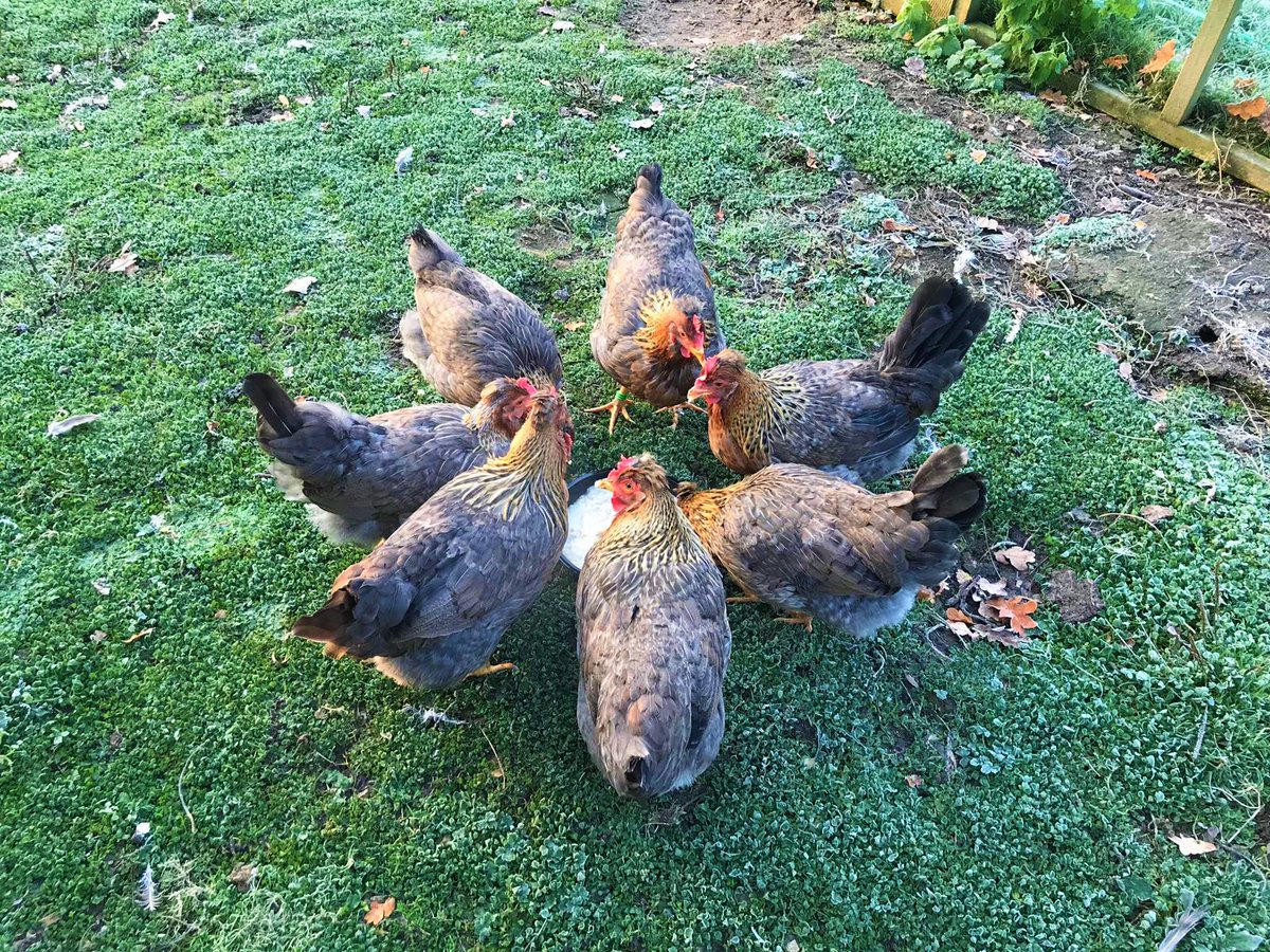 omlet_se's tweet photo. Samtidigt på tjejtoan... 🐓 #Utekväll
•
•
•
•
•
#höns #visomharhöns #vimedhöns #hönsiträdgården #hobbyhöns #hönshus #egnahöns #egnaägg #husdjur #trädgårdshöns #älskadedjur #tjejsnack #skvaller https://t.co/fz8a1zc24H