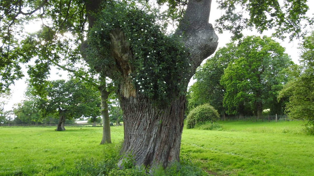 numenini's tweet photo. Quite an Ash in Lark Wood.   
And a fabulous coven of old park Oaks near Plumpton House, one adorned with a wild rose boa. 
#Whepstead #BuryStEdmunds  #Suffolk #OurWorldIsWorthSaving 6/8 https://t.co/orhug49Ytw