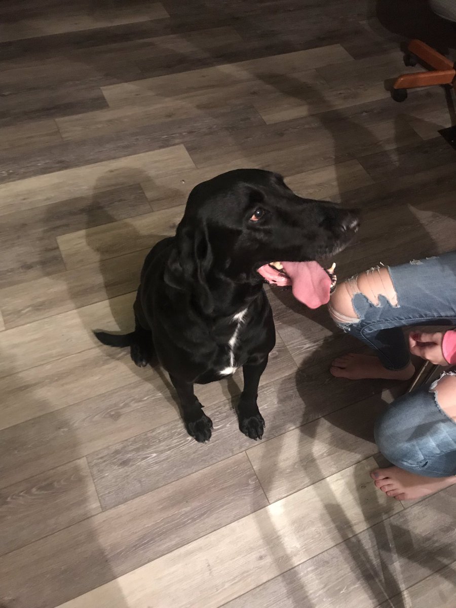 taylor_nashhhh's tweet photo. Found this sweet guy running on the thruway last night in Buffalo, he has a collar and no tags and no microchip. Please help find his home :( https://t.co/w8PThdcJCw