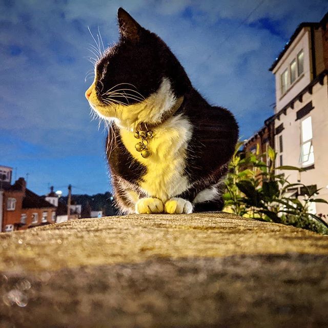 Anzlotte's tweet photo. What a beautiful baby ❤️
#catsofburley https://t.co/VGUS5S4jeB https://t.co/GVENTMYsAw