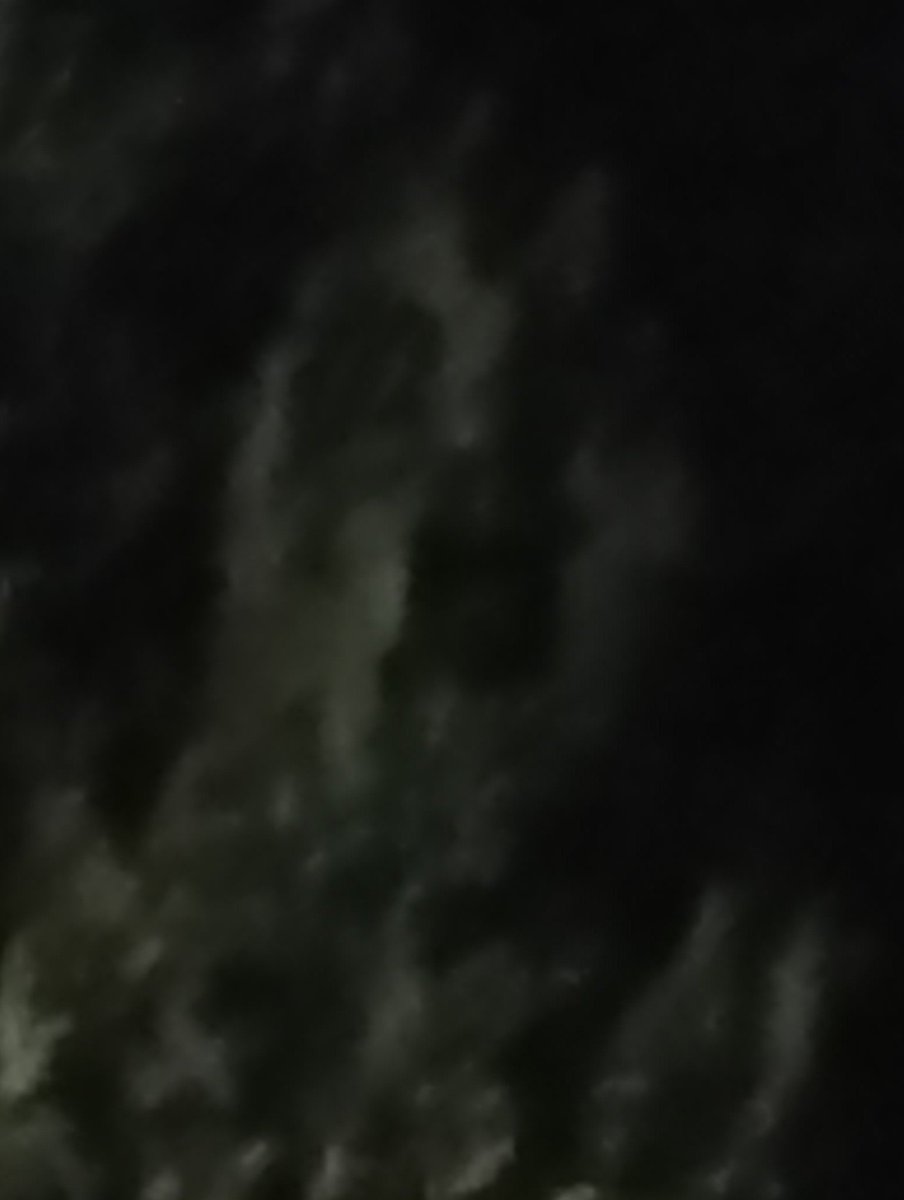 smeier's tweet image. My conifer ist shouting at me.