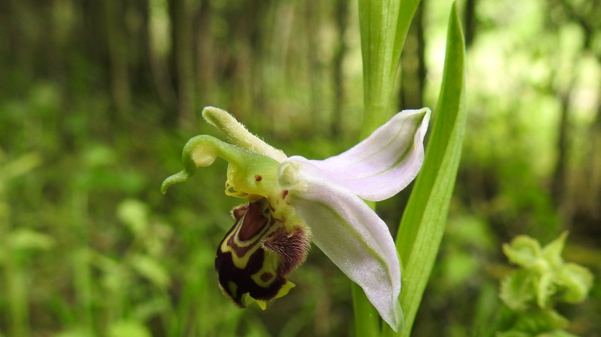 numenini's tweet photo. Thrilled to come across a secret green passage at Whepstead with not only Bee Orchids (Ophrys apifera) but also Common Twayblades (Neottia ovata)!    

#Whepstead #BuryStEdmunds  #Suffolk #OurWorldIsWorthSaving #wildflowerhour #wildorchids 4/8 https://t.co/yR0NoorXdU