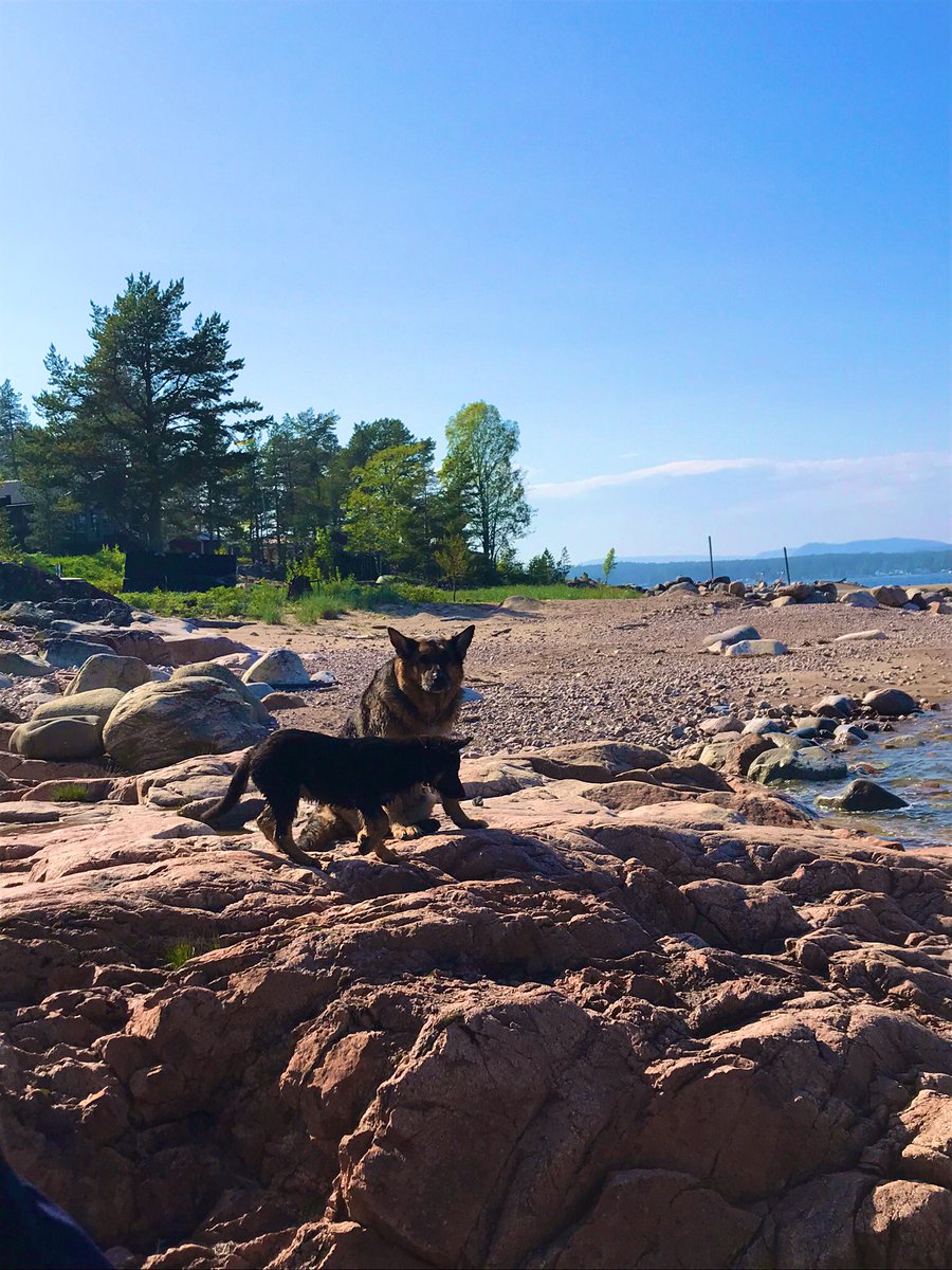 klassfoder's tweet photo. Våra Klasshundar Rocky och Ali tillbringar gärna sin ledighet vid havet. Några bad blev det också . Rocky njuter av att vara tillbaka efter en lång vinter i sitt sommarparadis #klasshundar #klassfoder #mydog #germanshepherd #doglife #tjönstehundar  #havet #bad #sommar https://t.co/uI7Eclsrwg