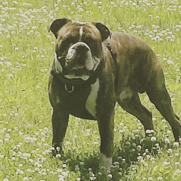 NapsMikeybk's tweet photo. #boxerdogsoftwitter Love my boy,,#Boxers ..🐕🐕🐕🐕🐕🐕 https://t.co/ASmWTxlE0m