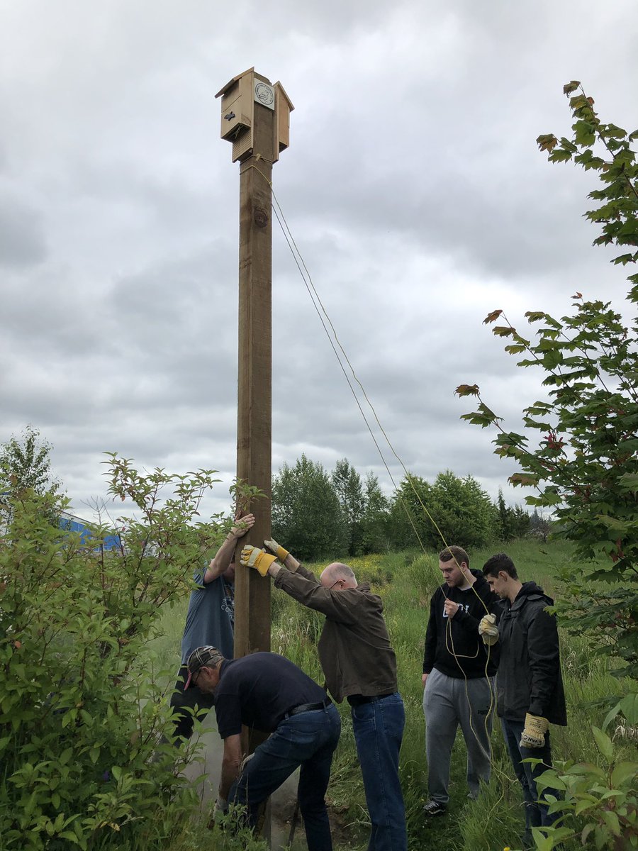 #langleyfieldnaturalist volunteers with support of @LangleyTownship BC  installed two 3 chambered  #batbox    designed by  Kiyoshi Takahashi for 50-80 #bats  each  in #langleydemonstrationgarden /20 ft treated pole /metal predator guard/4 ft in ground /cement base / cedar boxes