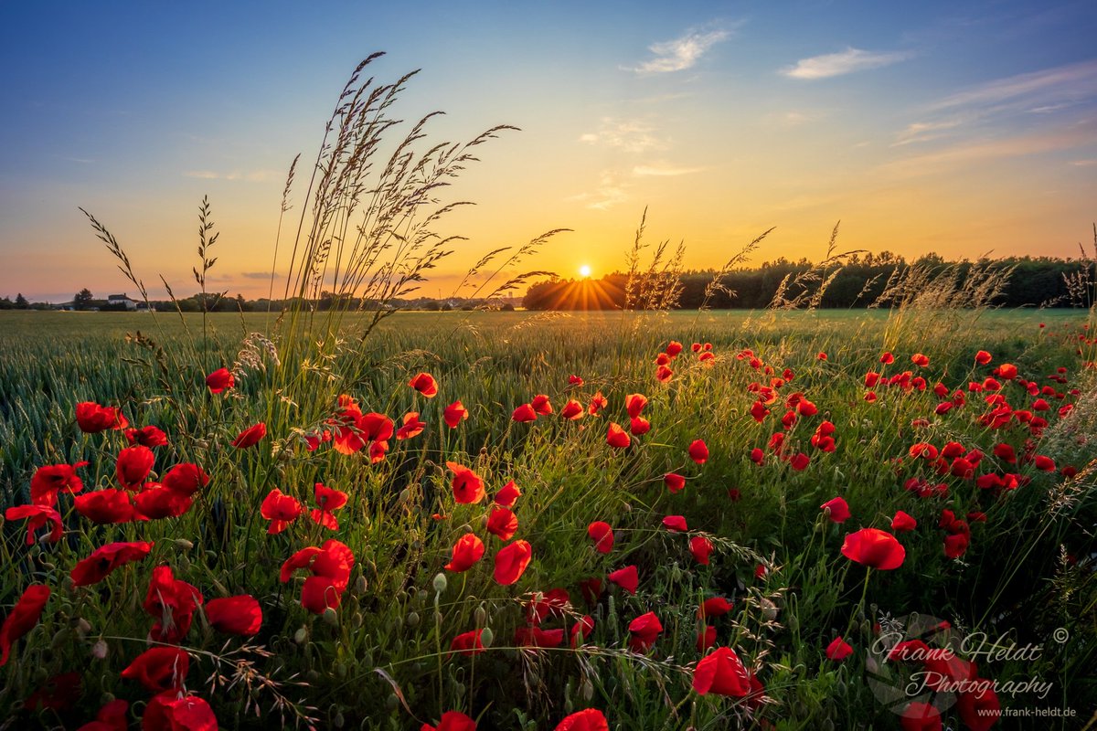 #Mohn Feldrand in #Dortmund #sonnenuntergang 
#natur #fotografie #frankheldt
#nrw 
© Frank Heldt