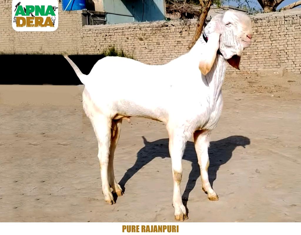 ApnaDeraNumber1's tweet photo. راجنپوری (Rajanpuri) نسل کا شمار پاکستان کی مشہور، قیمتی اور خوبصورت ترین نسلوں میں ہوتاہے۔ خالص راجنپوری کی پہچان لمبی چوڑی جسامت، لمبے کان، ناک کے اوپر والے حصّےکی گول اُٹھان اورغلابی نماءسفید رنگ سے ہوتی ہےاور راجنپوری نسل کے سینگ نمایاں نہیں ہوتے۔ 
#Rajanpuri #Goat #ApnaDera https://t.co/eDVh7Z1EFX