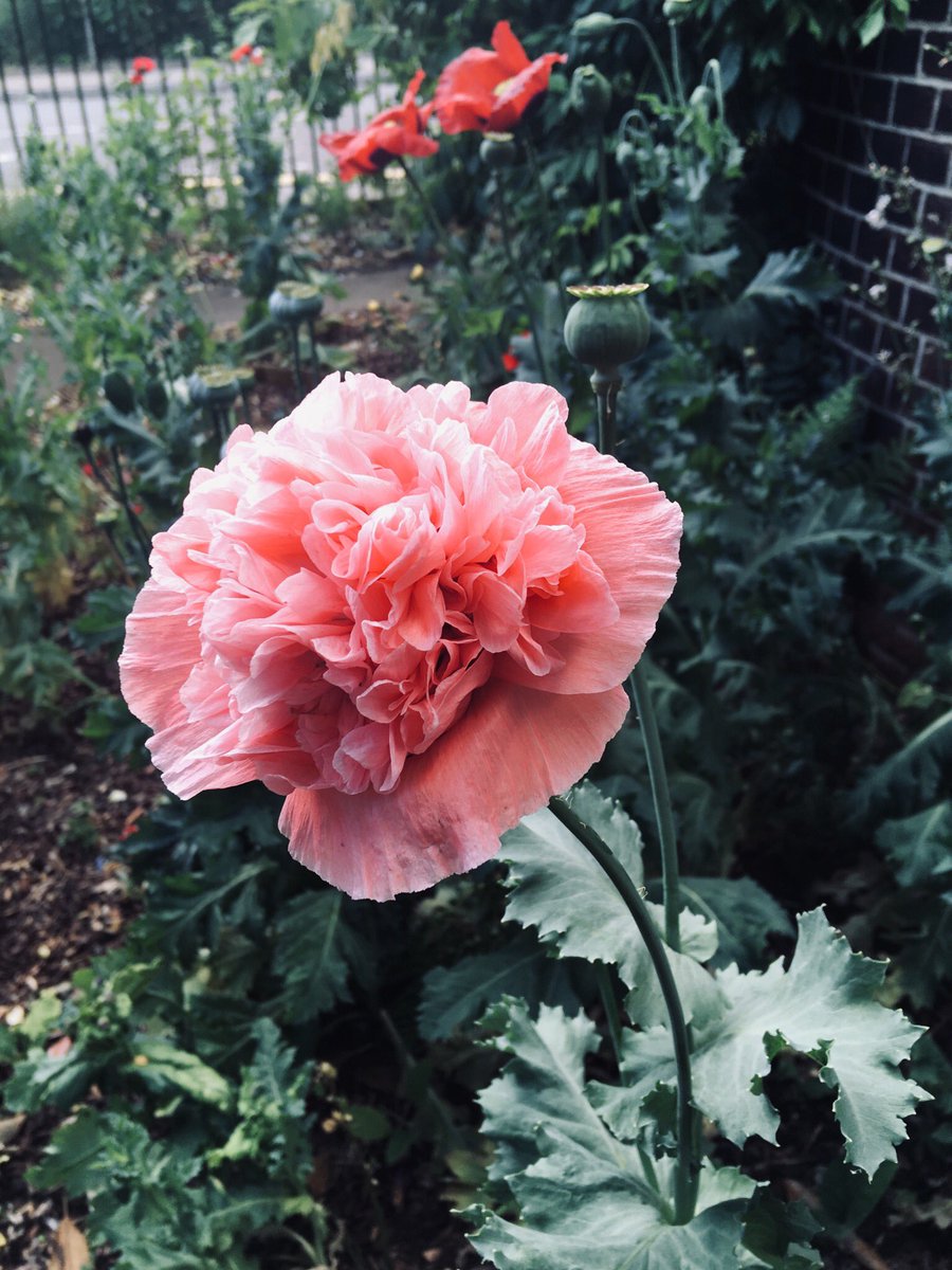 HolbeachFriends's tweet photo. Some pics of the plants coming to life from our recent ‘Greening Holbeach’ project! #apples #bees #poppies #NationalParkCity #sensorygardens @LDN_environment @HCatford @TeamCatford @rowlandsoptics @LewishamCouncil @SophieMcGeevor @mccormacknoble https://t.co/9tTLRuYvEq