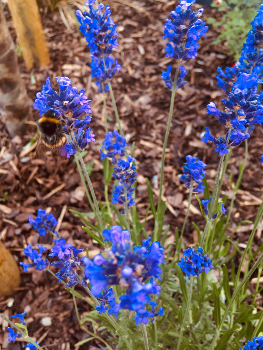 HolbeachFriends's tweet photo. Some pics of the plants coming to life from our recent ‘Greening Holbeach’ project! #apples #bees #poppies #NationalParkCity #sensorygardens @LDN_environment @HCatford @TeamCatford @rowlandsoptics @LewishamCouncil @SophieMcGeevor @mccormacknoble https://t.co/9tTLRuYvEq