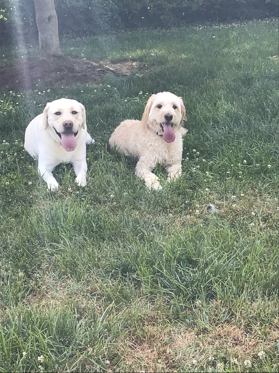 Bailey and her best bud Henry, enjoying this beautiful day. #dogsofglasgow