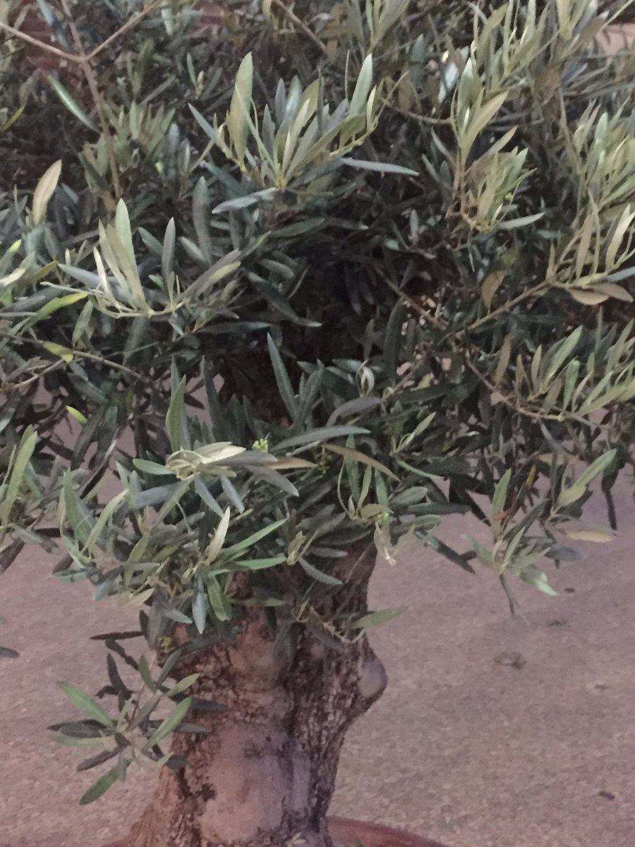SamiaBadani's tweet photo. Olive chasing in Bramley House?
Sure hope this tree is not for show.. well can't beat my great grand-dad olive trees, the best in the world.The alternative is for me to go there and name a tree after Bramley House it'd be so much quicker
#banter #inthecourtyard #socialhousing https://t.co/7ckVqMxpMI