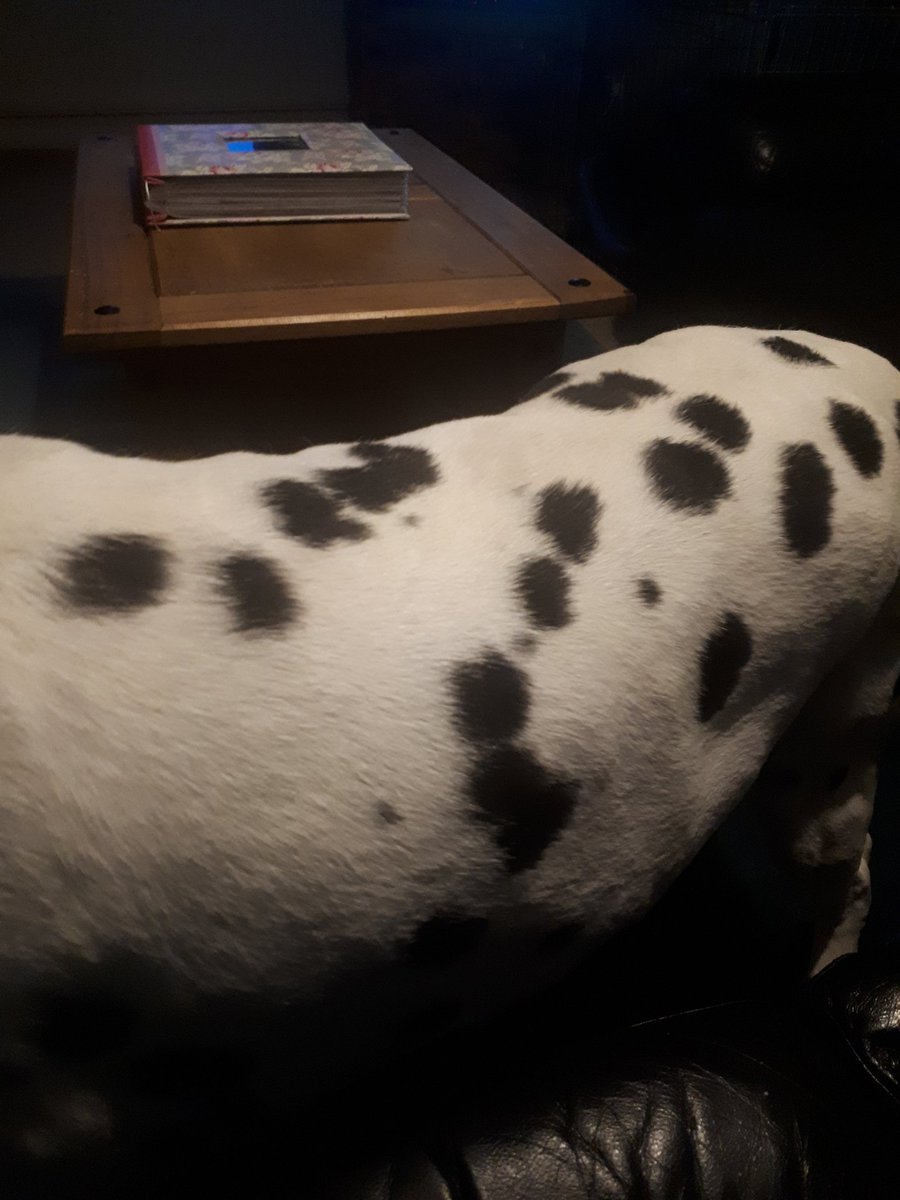 emzlovesdallys's tweet photo. Did you know Dalmatians continue to get more spots as they get older? :) Kody - 12 yo next month - look at all the new small ones :) #lotsofspots #lovesmyspottydog https://t.co/oducZPkqEK