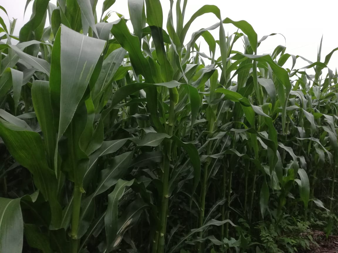 TanropLtd's tweet photo. @FarmKenya254 A 2 months old H513Maize planted using manure and sprayed with Tanro Foliar Plus fertilizer thrice. No DAP nor CAN used in planting and topdressing.#organicfarming https://t.co/bRaOmcRroJ