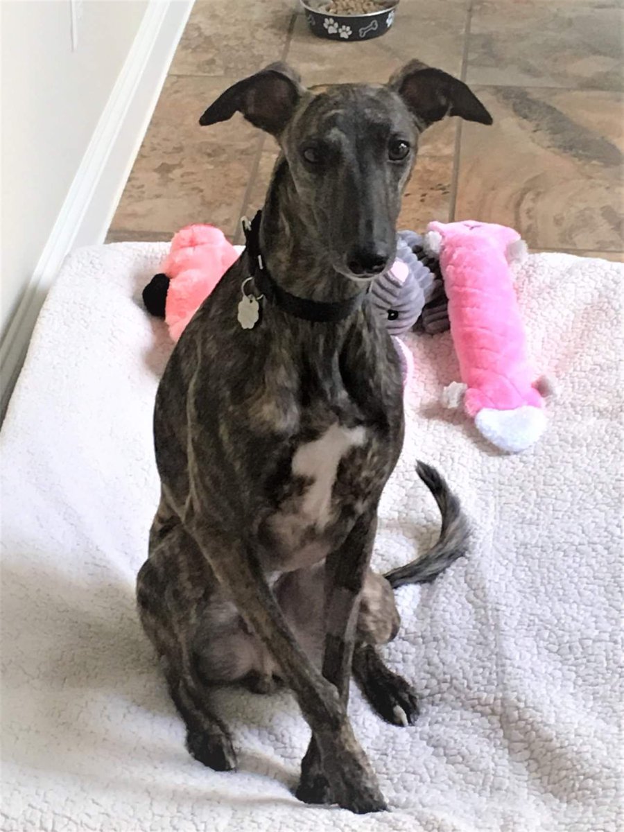 GaltxOrg's tweet image. It's not a bird and it's not a plane...it's Hansen the super whippet, able to leap 34" in a single bound! Other than his leaping abilities, he is the perfect little man and he is now available!  *Note we have a wait list for cat trainable and only dogs.  galtx.org/hounds/hansen.….