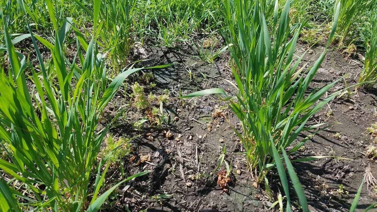 WheatInnovation's tweet photo. Expecting some rain tonight. Crew spreading corn spawn in @USWBSI FHB screening nursery this morning at Volga, SD. Epidemic begins. Thanks #TeamWheatInnovation #SDSU #WheatSD https://t.co/xOy87fEDty