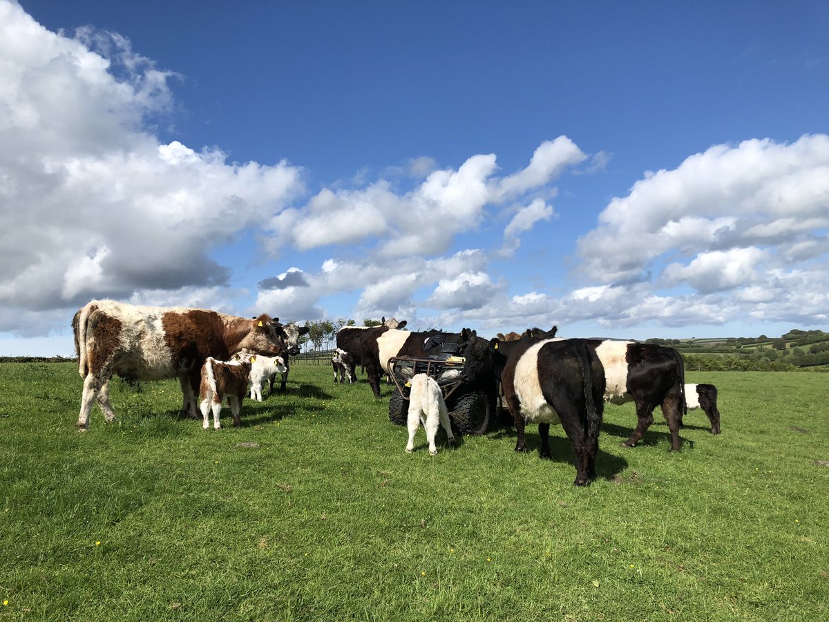 newlandfarm's tweet photo. Quad could be in trouble! #teamStripe #ViewOfTheQuad https://t.co/v9Qh0tvwi9