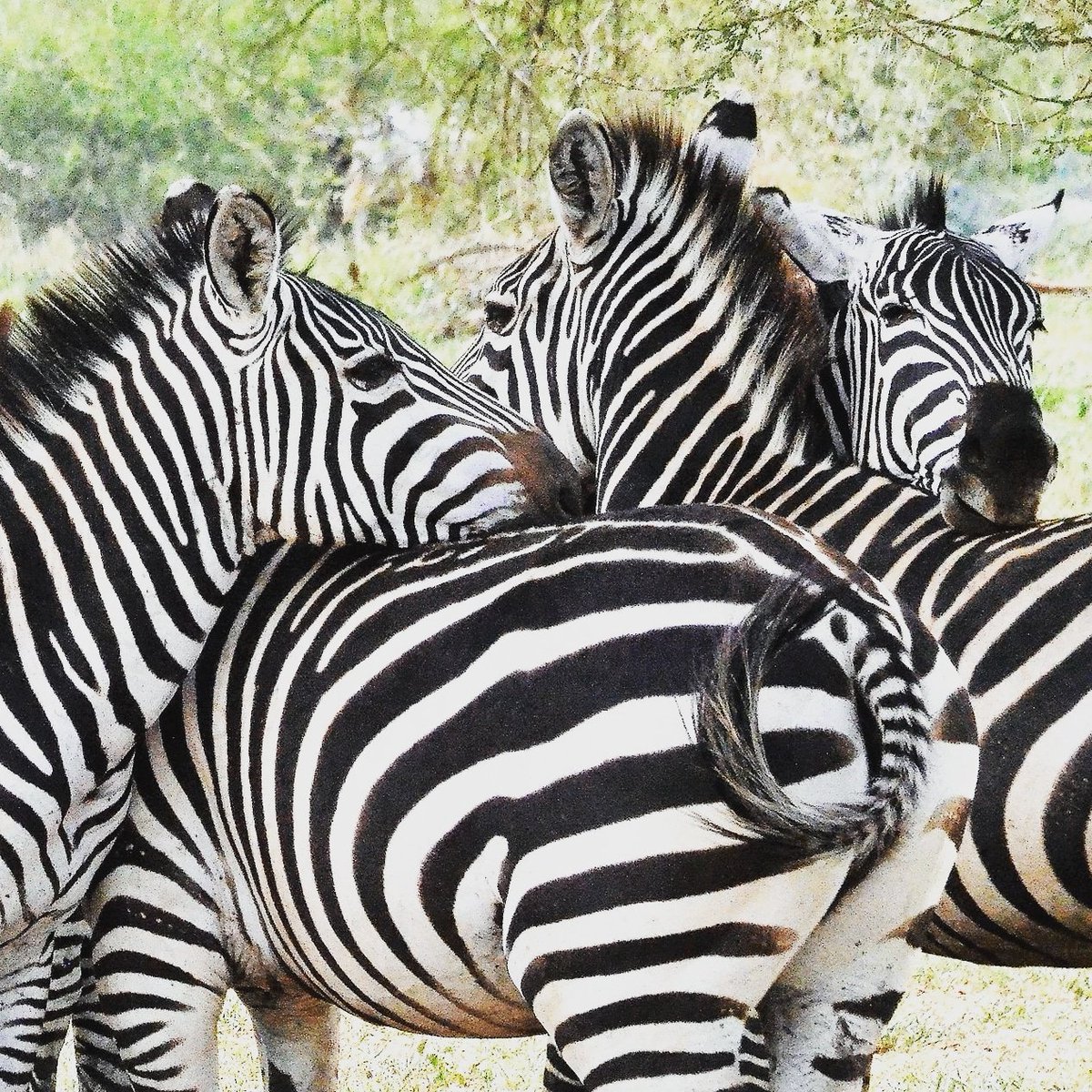 NicoleReigelman's tweet photo. Zebras. #Tarangire #NationalPark #Tanzania #EastAfrica #ExploreMore #Safari #Adventure #FriendlyPlanet #Wildlife @friendlyplanet #LiveLifeWell #Africa #ExploreAfrica #Travel December 2017 https://t.co/ftt9l0OqRS