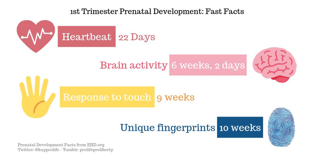 prolife_liberty's tweet image. Four #PrenatalDevelopment facts to keep in the back of your head when defending the preborn. And these are all in the 1st trimester, when over 90% of abortions occur.
 
Learn more at EHD.org

#prolife #abortion #prolifegen #defendlife #Science