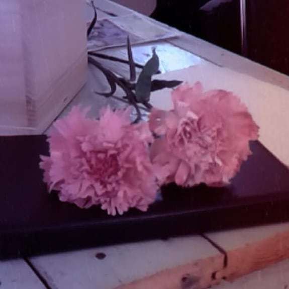 Fresh carnations? #WIG #wolfeislandgallery #summer #CanadianArt #YGK bit.ly/2KHRZ1w