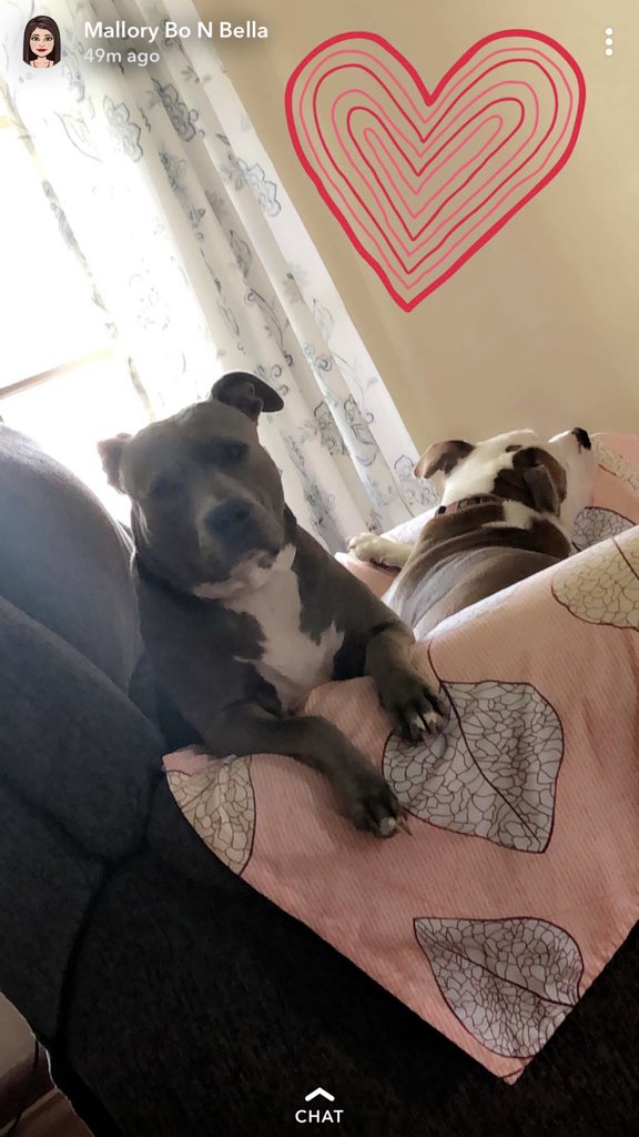 maddds7's tweet photo. I reallllllllllly LOVE seeing my sissy’s being taken care of. I’m sorry I failed at keeping you all.... 😔 but so happy you have the perfect Home now. #AlmostBeenAYear 🤞🏼🧡🐶🐶 https://t.co/Lb7Bnwf74e