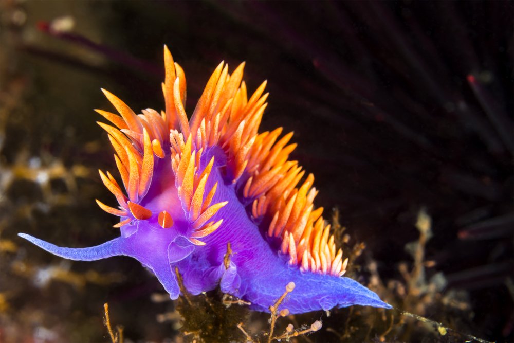 oceana's tweet image. Dive into the colorful world of nudibranchs! These sea slugs get their bright colors from the food they eat, which can include venomous prey like man o' wars. #WorldOceansDay