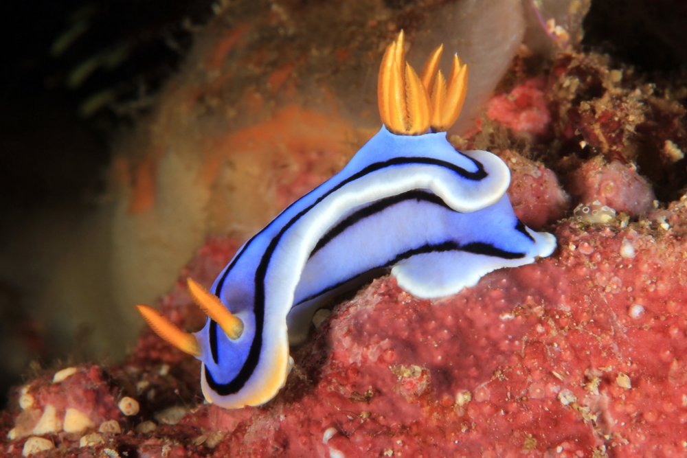 oceana's tweet image. Dive into the colorful world of nudibranchs! These sea slugs get their bright colors from the food they eat, which can include venomous prey like man o' wars. #WorldOceansDay