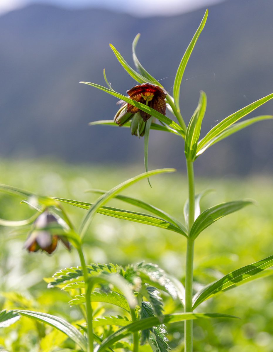 brodieguy's tweet photo. Chocolate Lillies are in bloom 🌼 #riceroot #ethnobotany #lillies #greatbearrainforest https://t.co/G8H156Pepg