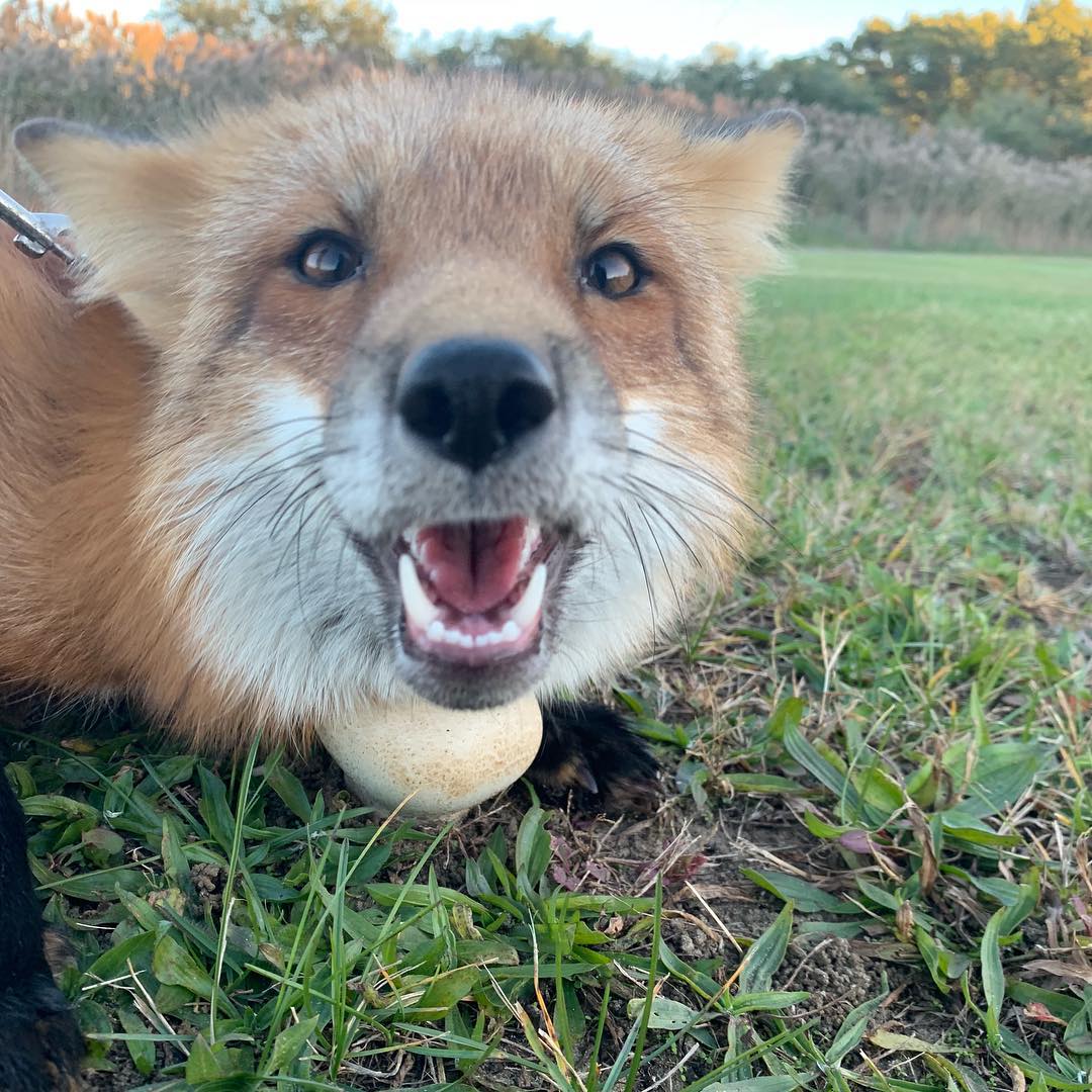 ⌠🦊'  ◞ Min을 업데이트한지 오래되었습니다..⌡

w ／  ıt's been α long tıme sınce I've updαted the Mın...