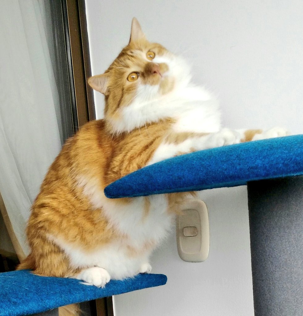 moducat's tweet photo. Posando para la camara #SpamDeGatos #moducat https://t.co/6IKozij9u0