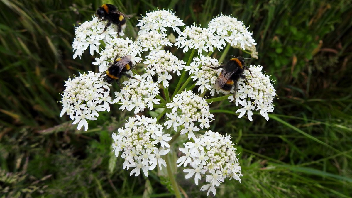 numenini's tweet photo. It is the season of creamy floral plates - Hogweed (Heracleum sphondylium), Elder (Sambucus nigra), Dogwood (Cornus sanguinea) - floating along the edge of a Barley sea. 

#Whepstead #BuryStEdmunds  #Suffolk #OurWorldIsWorthSaving #wildflowerhour #elderflower #umbellifer 2/8 https://t.co/mYoslAFWvo