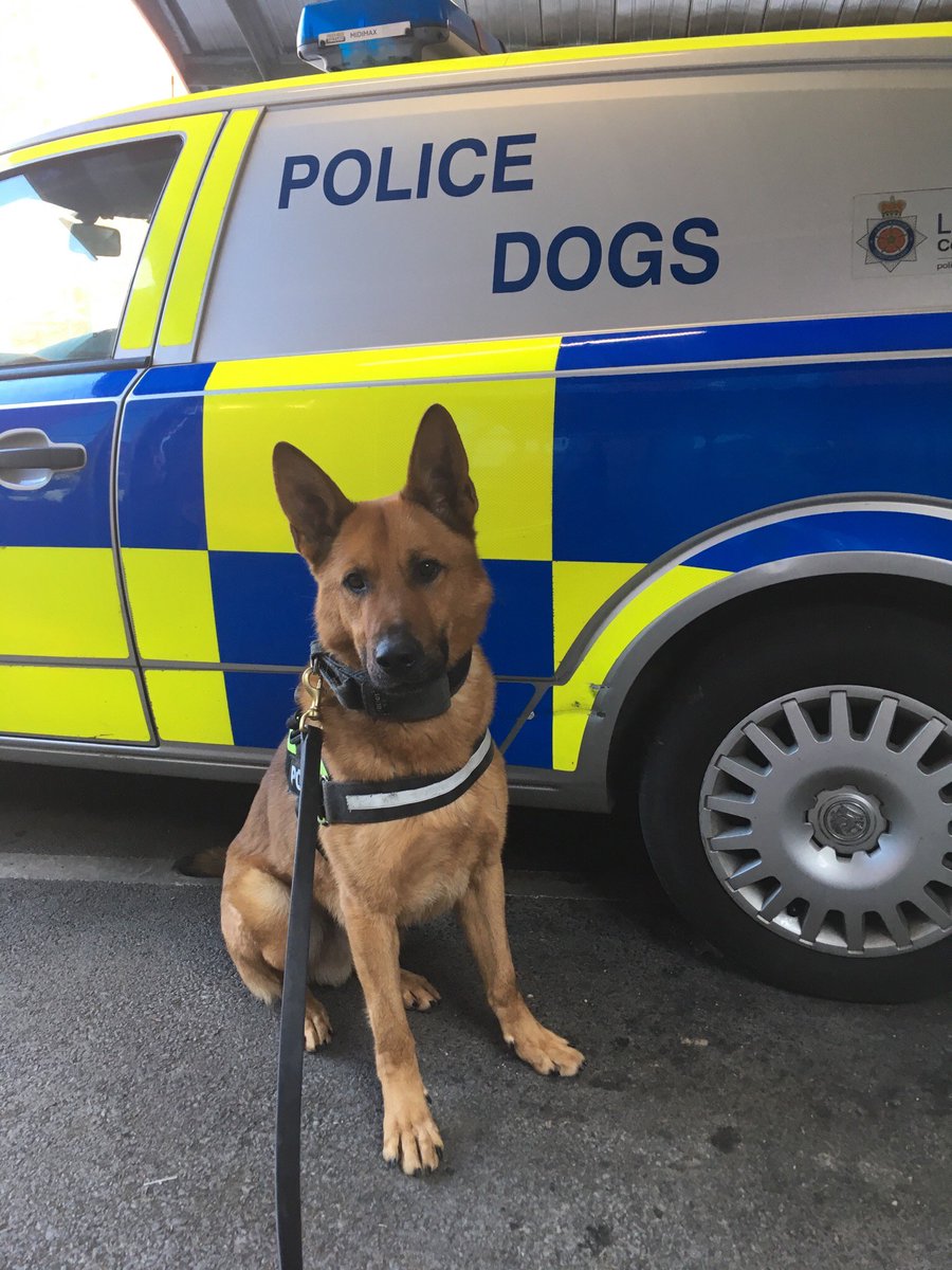 LancsPolDogUnit's tweet photo. Following reports of males causing criminal damage to multiple vehicles in Ribbleton PD Harv attended to assist @PrestonPolice. Upon arrival 2 males ran from PD Harv who was happy to give chase and detain them both with a stand off following a 200m race. #T2Dogs #T5IR #T2IR https://t.co/oXQd49poTB
