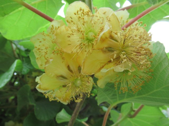 キウイの花 キウイの花