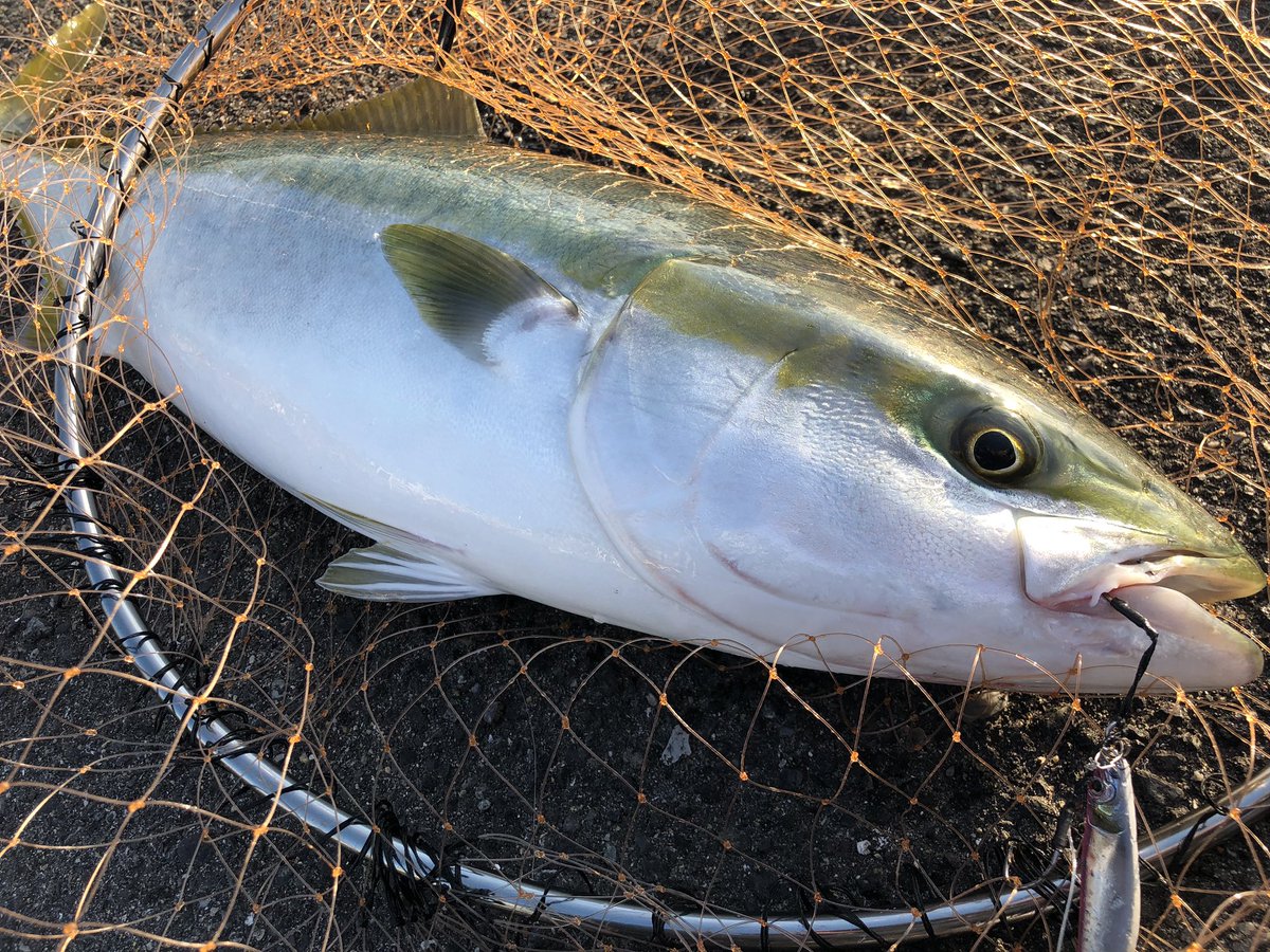 Hiro_fishing67's tweet photo. 3投目でヒット🎣

20分のファイトの末キャッチ！78cm✨

なににして食べようかな😋 https://t.co/pshGUS4KCX