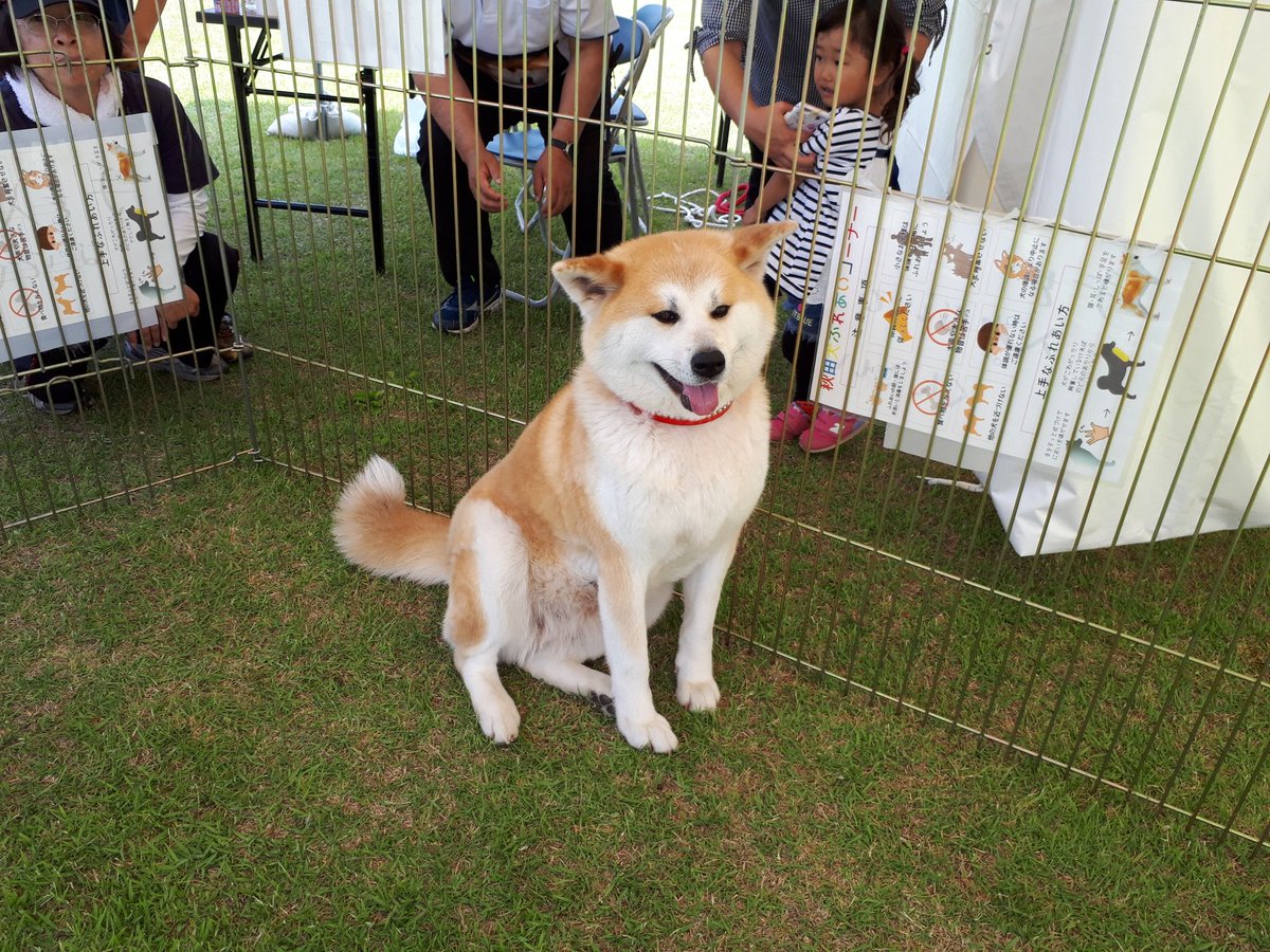 たけのこまつり たけのこまつり