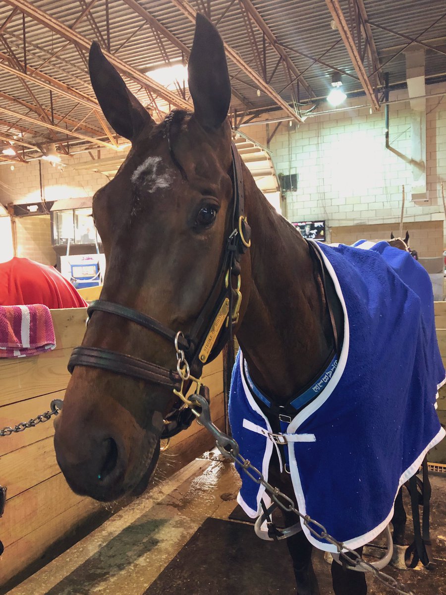 HrnssRcngJess's tweet photo. Can’t say I ever thought I’d have a horse in the open, but here goes nothin! #GoWayneGo https://t.co/ax8NPGimaV