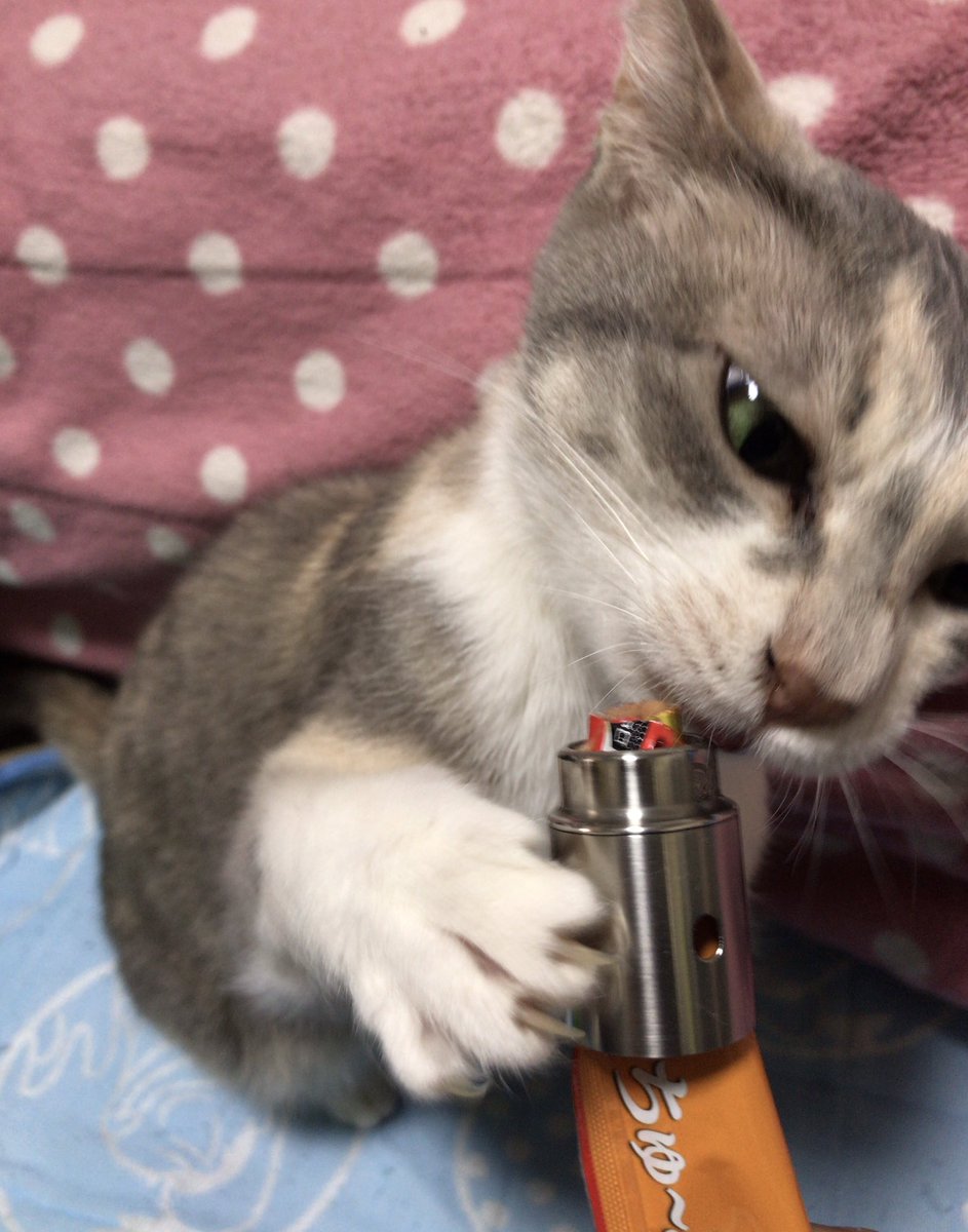 noriume_vape's tweet photo. ネコにも安全なVape₍˄·͈༝·͈˄₎◞ ̑̑ https://t.co/oYNvekYm4s