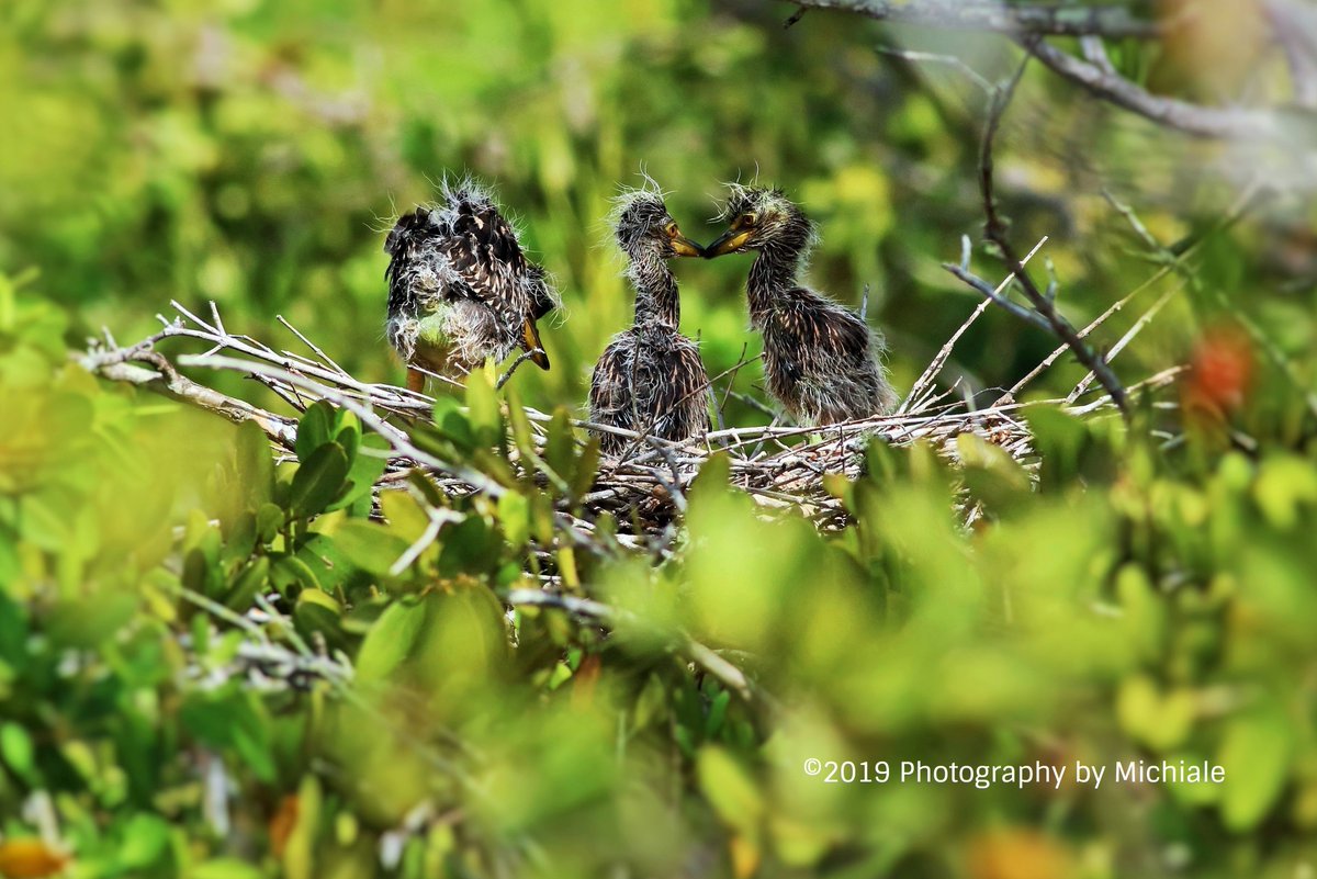 Babies, #babies everywhere! #yellowcrownednightheron #discoverding <a href="/DingDarlingWS/">Ding Darling Wildlife Society</a> #sanibel <a href="/ShareALittleSun/">ShareALittleSunshine</a> #swfl #lovefl
