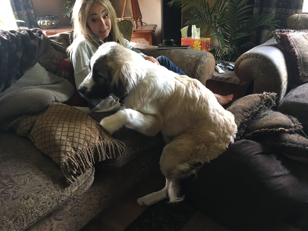 suzyburge's tweet photo. When your 6 month old puppy thinks he’s a lap dog.... #SirOakley #LordOfTheManor #LittleLord https://t.co/OEIFikoAso