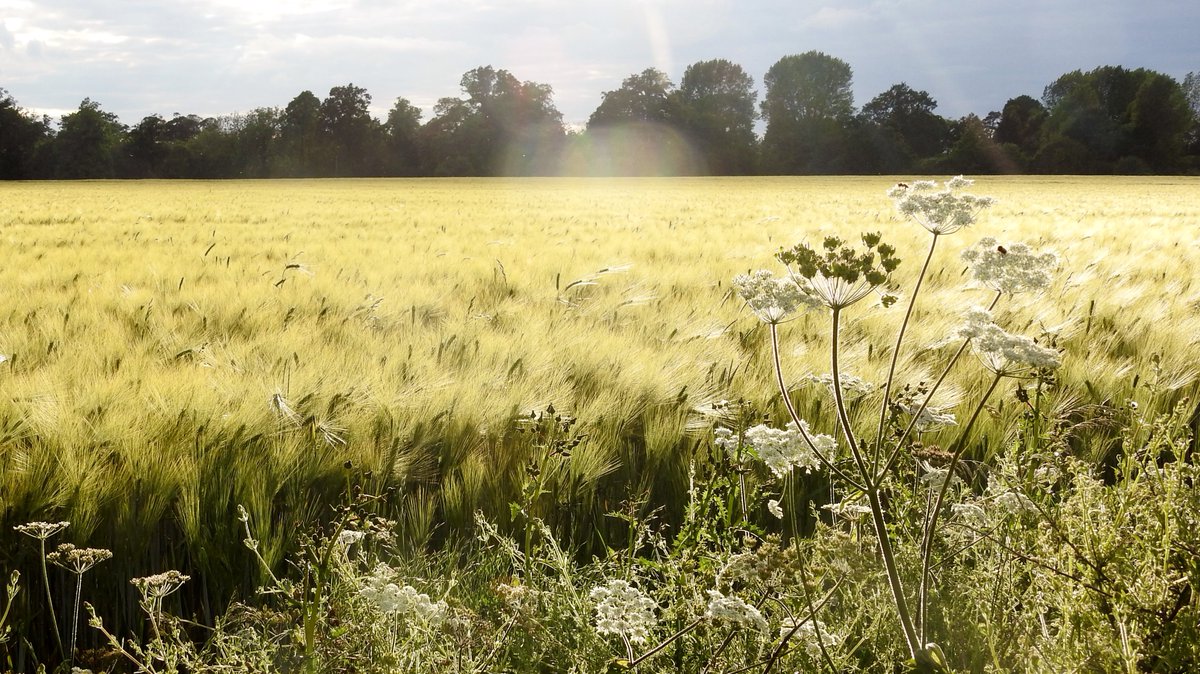 numenini's tweet photo. On the margins of the barley sea, Hogweed, and the delicious Pineappleweed (Matricaria discoidea) fragrance underfoot. 
Wood Spurge (Euphorbia amygdaloides) along a green lane a little further afield. 
#Whepstead #BuryStEdmunds  #Suffolk #OurWorldIsWorthSaving #wildflowerhour 7/8 https://t.co/1a3ZTgT6c3