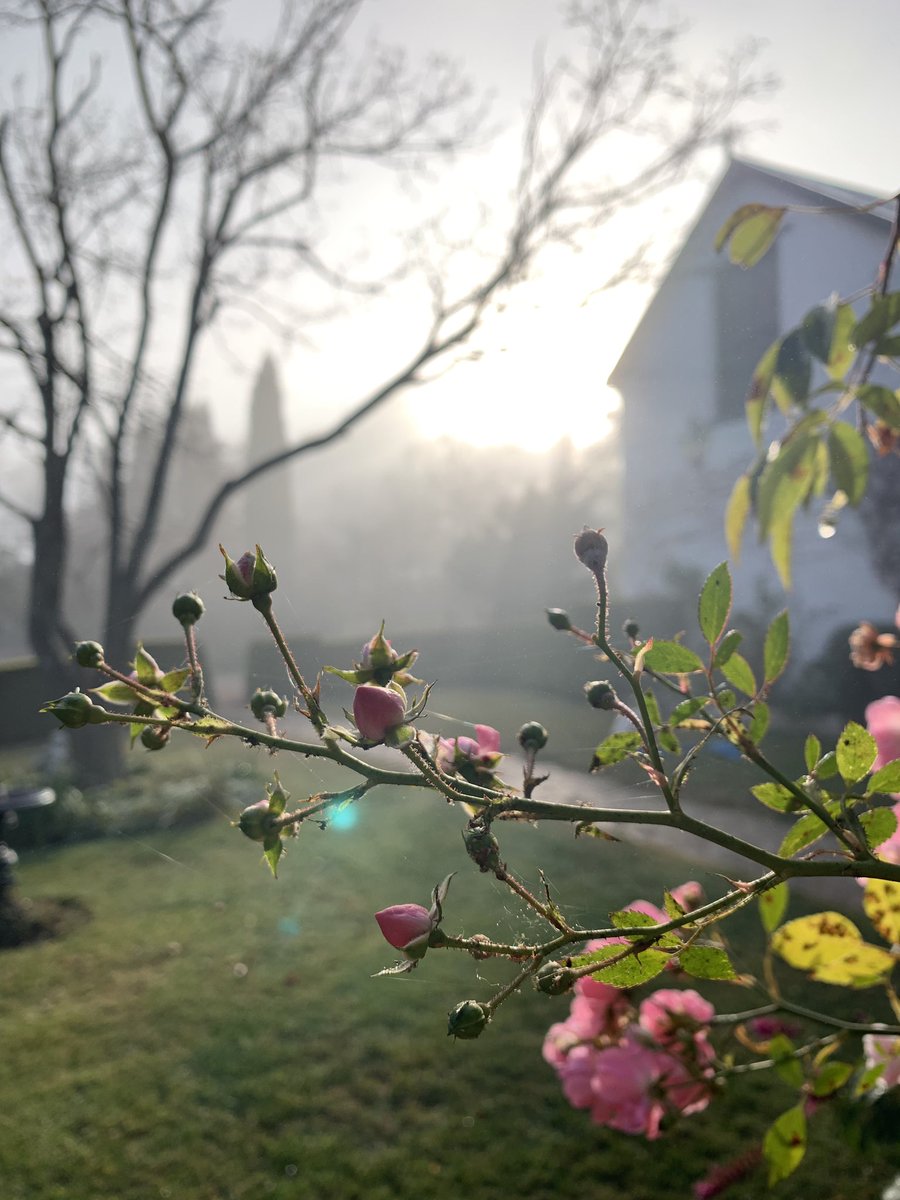 Oh garden. You make my heart swell 💗🌸🍁🍁🍁🌸💗💗🍂🍁🌸💗💓🌸🍁🍁🌸