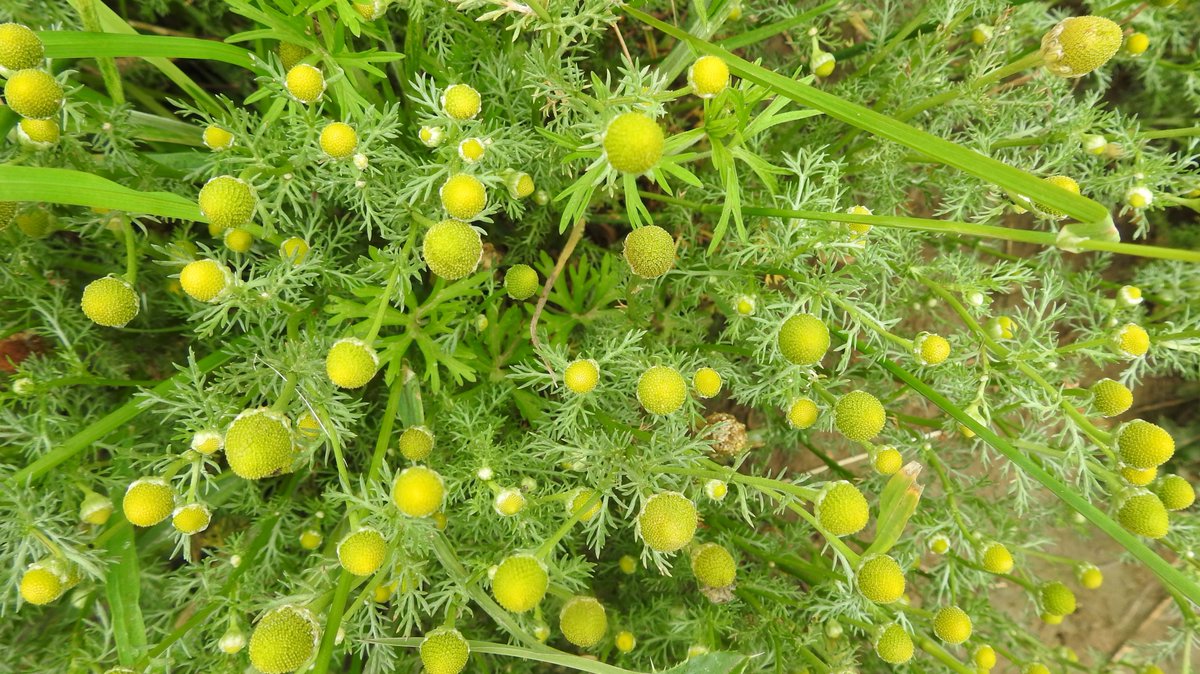 numenini's tweet photo. On the margins of the barley sea, Hogweed, and the delicious Pineappleweed (Matricaria discoidea) fragrance underfoot. 
Wood Spurge (Euphorbia amygdaloides) along a green lane a little further afield. 
#Whepstead #BuryStEdmunds  #Suffolk #OurWorldIsWorthSaving #wildflowerhour 7/8 https://t.co/1a3ZTgT6c3