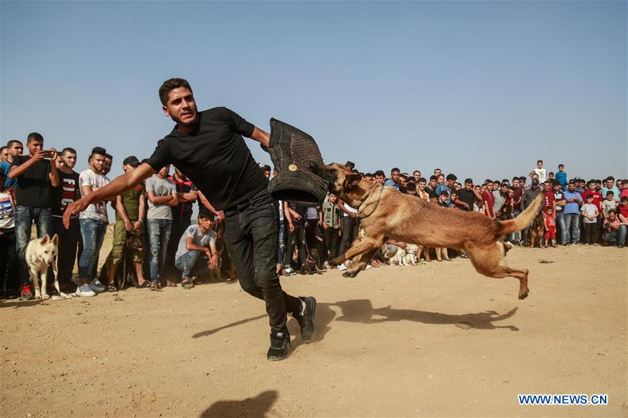 ChinaDaily's tweet photo. More than 70 different breeds of dogs participated in a dog show organized by local dog breeders in the Gaza Strip. https://t.co/y9q2W7Dltu