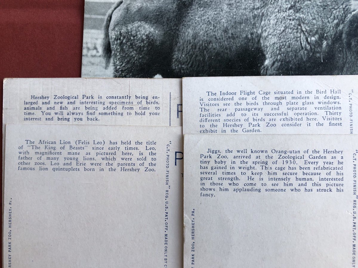 I love collecting old zoo postcards. They are such wonderful snapshots of history and changing attitudes toward animals. It’s important to remember where zoos started and how far they’ve come. Today’s yard sale find was a stack of postcards from Hershey Park Zoo, now ZooAmerica.