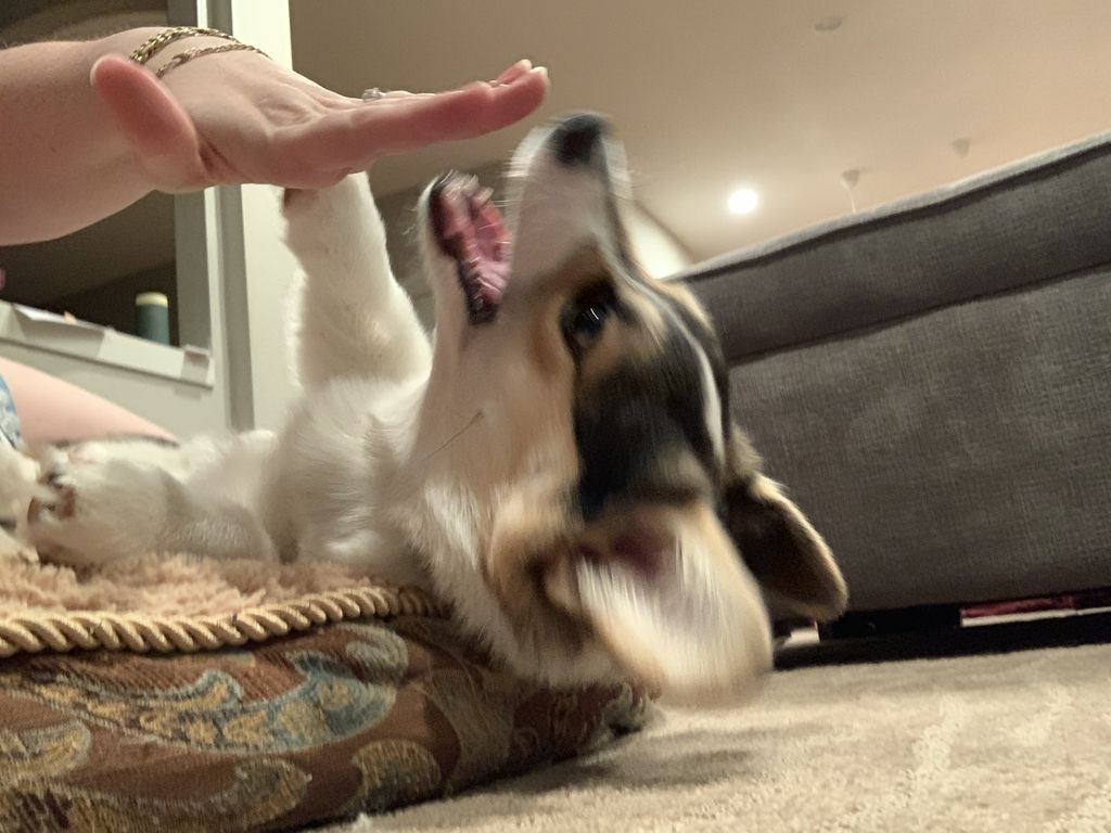 snocorgi's tweet photo. IMMA BITE IT #bitebitebite #whytemptme #thisisyourfault #imjustapuppy #puppy #corgi #corgipuply https://t.co/5NCPQQNZDA