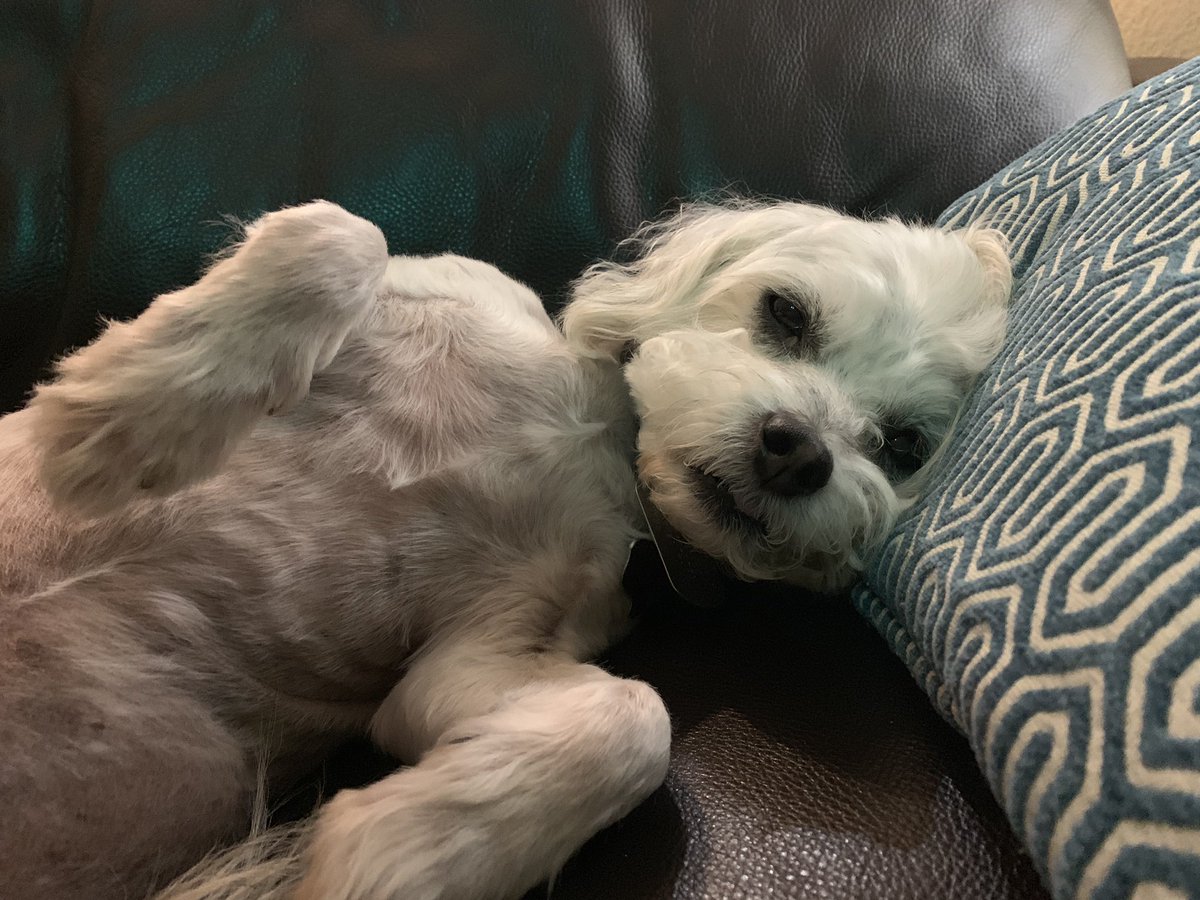 IS GOOD DAY FOR STAYING INSIDE AND NAPPING