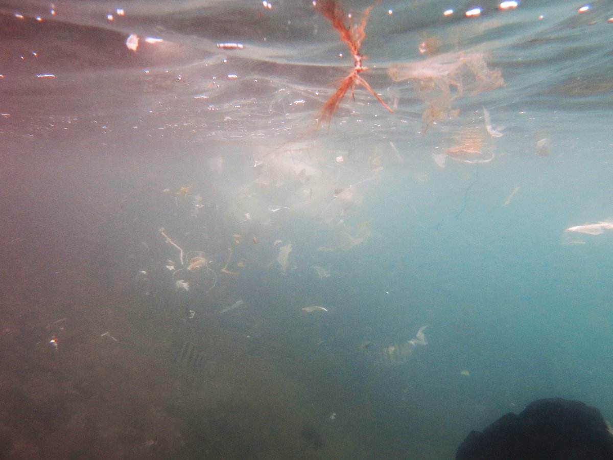 AmanaGarrido's tweet photo. Monitorando o branqueamento dos corais no Dia Mundial dos Oceanos, fizemos um mergulho triste.....alguns corais ainda branqueados, colônias mortas e muito lixo! 😢
Os oceanos pedem socorro
#WorldOceansDay #funbio #bolsasfunbio #humanize #institutohumanize #conservandoofuturo https://t.co/7gAajspDLZ