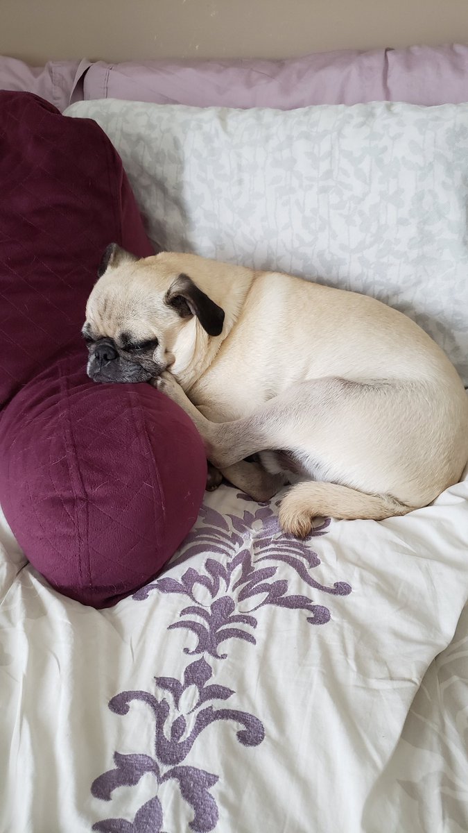 Airforcepugs's tweet photo. Just in case he needs that foot right away... #naptime #howisthatcomfy https://t.co/p8LXKJsArn