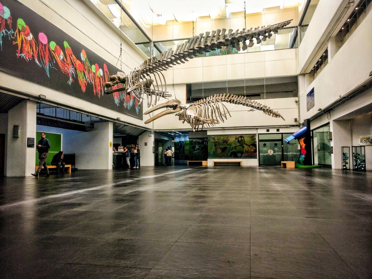 Borkphotography's tweet photo. Ciertos secretos son como fósiles y la piedra se ha vuelto demasiado pesada para darle la vuelta.📷💛

#mex #thebork #museo #CDMX #CU #universum #fosiles #vida #Atz #photography #ciencia #ballena

Más redes sociales 📱
Facebook. The Bork Photogrphy
Twitter.@Borkr_photography https://t.co/FLzZ8NZ7zY