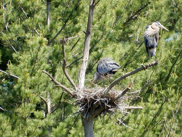 #GreatBlueHerons nesting in a dead tree across the #pond from our house. We see the parents fly back and forth regularly and assume there are #nestlings but no one has gotten a proper glimpse of them yet. Wish I had a better telephoto to capture their be… bit.ly/2KB5Gzy